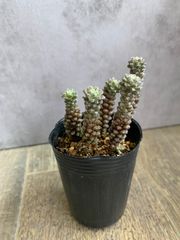 アナカンプセロス　デパウペラータ　多肉　多肉植物　ポットごと