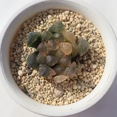12d ハオルチア　多肉植物　雲窓アイスダイヤ錦　自家繁殖 Yahoo!オークション -「多肉 植物 ハオルチア」の落札相場・落札価格