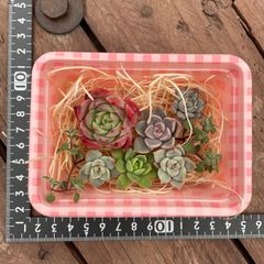 多肉植物　カット苗　詰め合わせ　多肉弁当　エケベリア　韓国苗入り　waikaの多肉