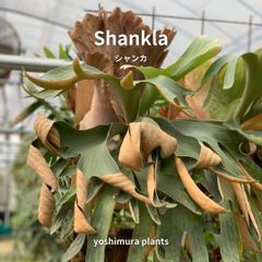 ビカクシダ・シャンカ(shankha) ② 長期養生株 ビカクシダ・シャンカ(shankha) ② 長期養生株 Yahoo