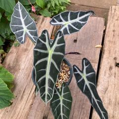 観葉植物、アロカシア