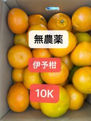 無農薬伊予柑10K！濃厚で美味しい北海道東北各県沖縄発送不可