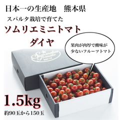 【極み】塩トマトのようなフルーツトマト　ソムリエミニトマト　ダイヤ１.５kg（９０玉～１５０玉）