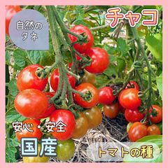 【国内育成・採取】 チャコ 家庭菜園 種 タネ トマト 野菜