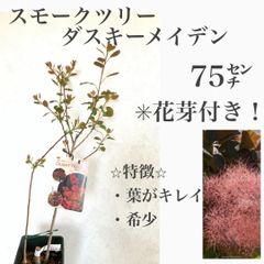 レア　スモークツリー苗・苗木④ ダスキーメイデン　★育て方用紙付き！　★花芽確認！　今年咲きます！
