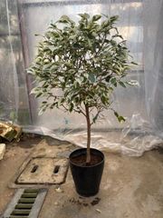 ベンジャミン・スターライト　6号　斑入り　大人気商品　オシャレ　観葉植物　インテリア　グリーン
