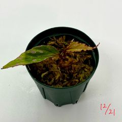 ベゴニア　Begonia sp. "Nanga pinoh" Kab.Melawi 【TB】