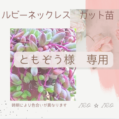 専用ページ
