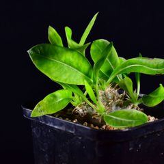 3UE 実生 パキポディウム・エニグマチカム Pachypodium enigmaticum コーデックス 塊根植物 2.5号鉢 パキポディウムエニグマチカム