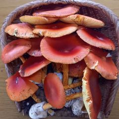 天然きのこ84　訳ありタマゴタケ750g
