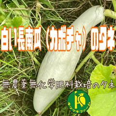 白い長南瓜（カボチャ）のタネ　6粒　無農薬無化学肥料栽培の種子
