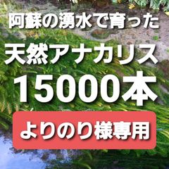 業務用　よりのり様専用　阿蘇の湧水で育った水草　天然アナカリス