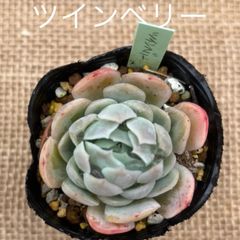 エケベリア ツインベリー