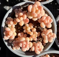 ロココ　エケベリア　多肉植物