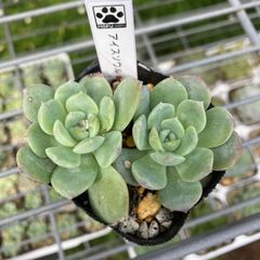 多肉植物 アメイジンググレイス 抜き苗 葉挿し苗 チャンフィー - メルカリ