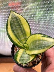 サンセベリア　ゴールデンハニー