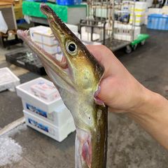 活き締め 鱧 はも 500g～600g （はもしゃぶにして2～3人前） 瀬戸内海産 レシピ付き アラ付き はもしゃぶ 湯引き 天ぷら 骨切り済み はもすき 鱧骨切りしゃぶしゃぶ用(2人前～3人前) 未冷凍 （冷蔵便）