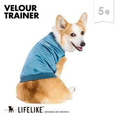 【ベロアトレーナー5号／ブルー】犬 服 シンプル おしゃれ 小型犬 中型犬 コーギー ビーグル アメコカ 柴犬 犬服 ドッグウェア 犬の服 ペット服 洋服 ペット用品 抜け毛防止 お散歩 ［ライフライク LIFELIKE公式］