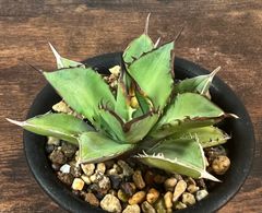 Agave Titanota アガベ チタノタ 剣竜 バベルの塔/タワーオブバベル 発根済み 送料込み