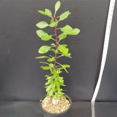 メルカリ便　フォークイエリア　ファシクラータ フォークイエリア ファシクラータ 現地株 超希少 - メルカリ