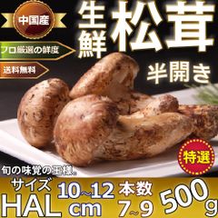 【営業日3日以内発送】生松茸 中ツボミ 約500g 特選HALサイズ【8本前後/11cm前後】空輸 中国産 フレッシュ松茸 厳選つぼみ 天然きのこ マツタケ 日本向け 鮮度優先 旬の味覚の王様 家庭用 御中元 敬老の日ギフト  期間限定＜国内検品＞
