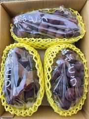 momo様専用です!！巨峰３房クール便