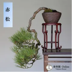 盆栽 赤松 山木 中品 - メルカリ