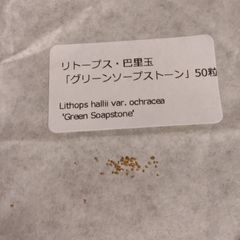 【種子50粒】リトープス・巴里玉「グリーンソープストーン」