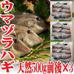 山形県産 ウマヅラハギ 500ｇ4～6尾×3パック 冷凍 鮮魚セット うまづらはぎ