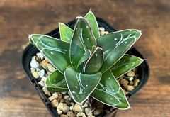 Agave victoriae-reginae Dtype / アガベ  笹の雪/D型 美株 発根済  送料込み