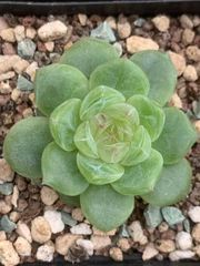 40鉢の抜き苗セット】青リンゴ! 多肉植物 佐川急便発送 40鉢の抜き苗セット】青リンゴ! 多肉植物 佐川急便発送