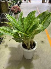 アグラオネマ・ビクトリー　7号　現品限り　観葉植物　白　明るい　可愛い　オシャレ　インテリア　グリーン