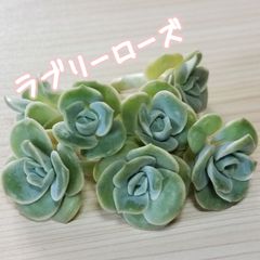 【多肉植物】韓国苗❤ラブリーローズ❤
