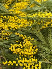 ミモザ パールアカシア 80サイズ - メルカリ