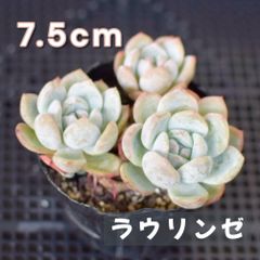 多肉植物　エケベリア ラウリンゼ