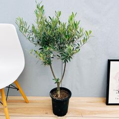 ［現品］5番　創樹　オリーブ　チプレッシーノ　7号　観葉植物　大型　屋外 オリーブの木　ベランダ おしゃれ