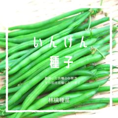 T11　家庭菜園でおすすめ品種　いんげん　固定種　野菜の種　貴重な累代自家採種！ここが他とは違います！
