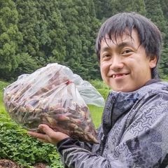 プレコース　20kg 洋梨 青森県産 洋梨 プレコース 20kg