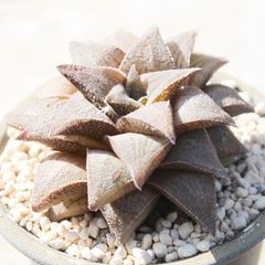 竜鱗寿 ハオルチア Mサイズ5.5ｃｍポット 多肉植物 多肉永遠