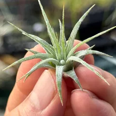 【訳あり】イオナンタ メキシカンゼブラ イオナンタ メキシカンゼブリナ 01号 | air-plants TENGU-DO