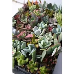 Ｓサイズ20種類苗セット アソート 多肉植物根付苗セット 多肉植物セット アレンジ苗 寄せ植え