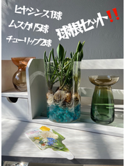 お買い得　球根セット‼️　ヒヤシンス 1球　ムスカリ　5球　チューリップ　2球　楽しみ方色々‼️