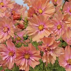 【花の種】３０粒　コスモス　アプリコッタ　優しいアプリコットピンク色