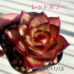 レッドポリー　多肉植物　抜き苗　エケベリアのサムネイル
