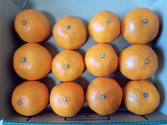 紀州の津之望（柑橘） １２個セット