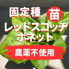 レッドスコッチボネットの苗2株【固定種、栽培期間中農薬不使用】のサムネイル