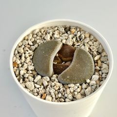 【多肉植物】リトープス・マライシー　Lithops lesliei var.maraisii