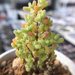 SALE ❣️多肉植物　ドロサンテマム　蜜橘　抜き苗　1株