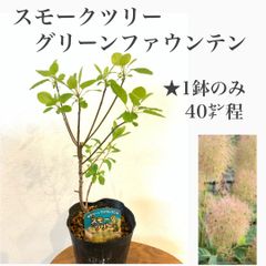 スモークツリー　グリーンファウンテン　★ポポラス