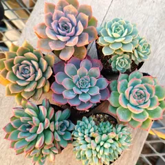 2025年最新】イードンスノーの人気アイテム - メルカリ